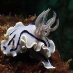 Blue Ribbon Dive Resort Sabang